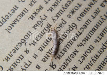 Insect feeding on paper - silverfish Insect feeding on paper - silverfish 141082878