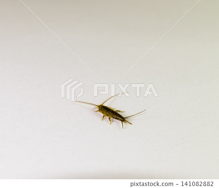 Silverfish on a white sheet of paper. Pest books and newspapers. Insect feeding on paper - silverfish Silverfish on a white sheet of paper. Pest books and newspapers. Insect feeding on paper - silverfish 141082882