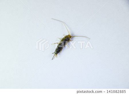 Silverfish on a white sheet of paper. Pest books and newspapers. Insect feeding on paper - silverfish Silverfish on a white sheet of paper. Pest books and newspapers. Insect feeding on paper - silverfish 141082885