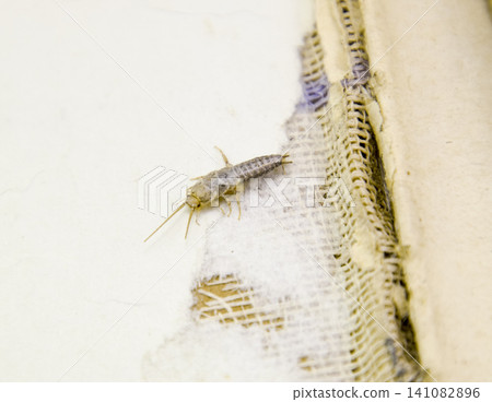 Pest books and newspapers. Insect feeding on paper - silverfish Pest books and newspapers. Insect feeding on paper - silverfish 141082896
