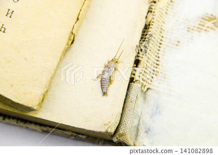 Pest books and newspapers. Insect feeding on paper - silverfish Pest books and newspapers. Insect feeding on paper - silverfish 141082898