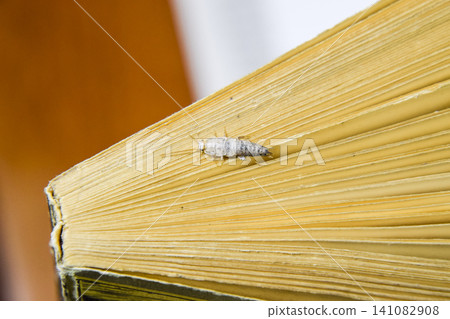 Insect feeding on paper - silverfish. Silverfish at the end of the book. Insect feeding on paper - silverfish. Silverfish at the end of the book. 141082908