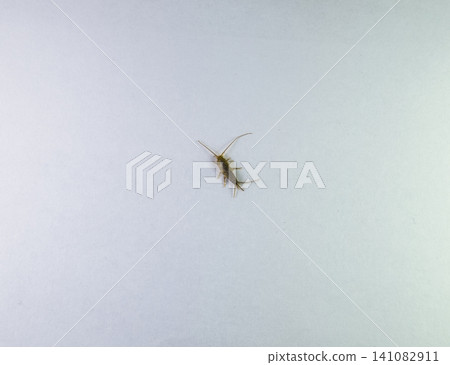 Insect feeding on paper - silverfish Insect feeding on paper - silverfish 141082911