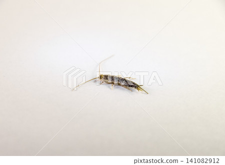Insect feeding on paper - silverfish Insect feeding on paper - silverfish 141082912