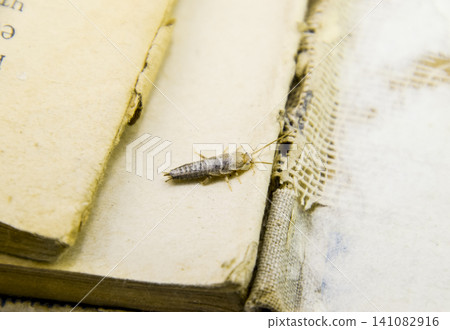 Insect feeding on paper - silverfish Insect feeding on paper - silverfish 141082916