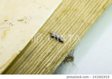 Insect feeding on paper - silverfish Insect feeding on paper - silverfish 141082919