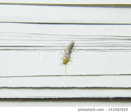 Insect feeding on paper - silverfish Insect feeding on paper - silverfish 141082924