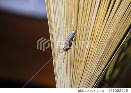 Insect feeding on paper - silverfish Insect feeding on paper - silverfish 141082926