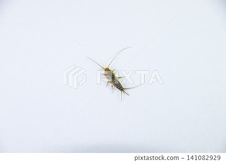 Insect feeding on paper - silverfish Insect feeding on paper - silverfish 141082929