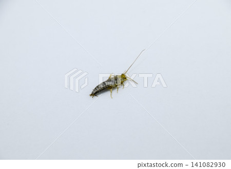 Insect feeding on paper - silverfish Insect feeding on paper - silverfish 141082930