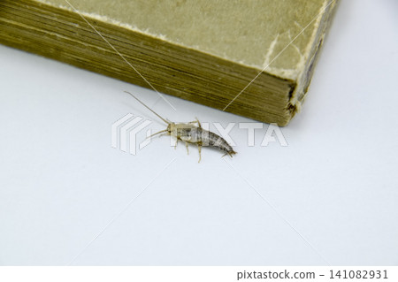Insect feeding on paper - silverfish Insect feeding on paper - silverfish 141082931