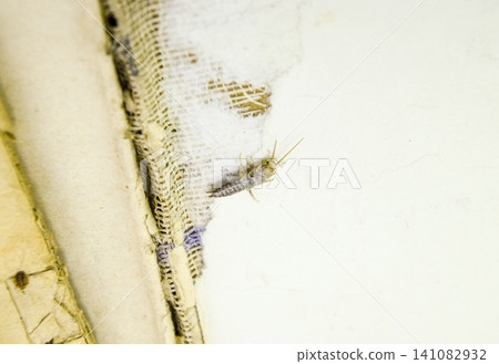 Insect feeding on paper - silverfish Insect feeding on paper - silverfish 141082932