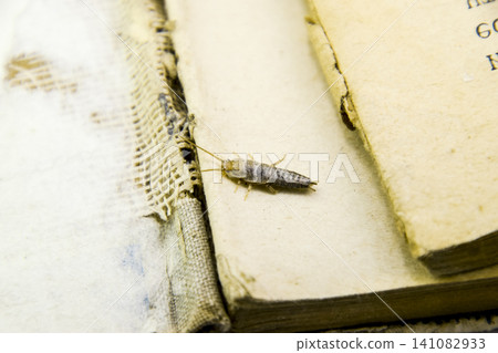 Insect feeding on paper - silverfish Insect feeding on paper - silverfish 141082933