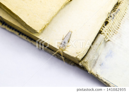 Insect feeding on paper - silverfish Insect feeding on paper - silverfish 141082935