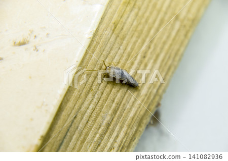 Insect feeding on paper - silverfish Insect feeding on paper - silverfish 141082936