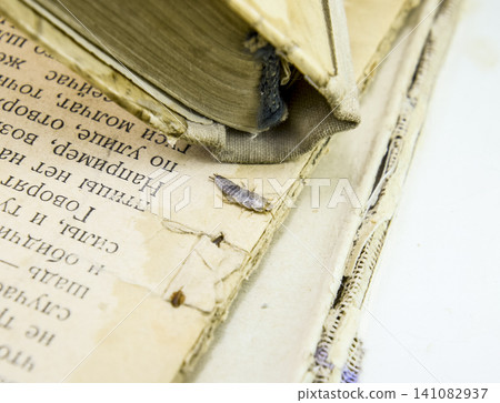Insect feeding on paper - silverfish Insect feeding on paper - silverfish 141082937