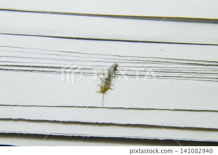 Insect feeding on paper - silverfish Insect feeding on paper - silverfish 141082940
