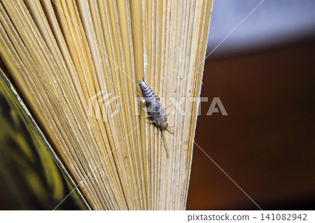 Insect feeding on paper - silverfish Insect feeding on paper - silverfish 141082942