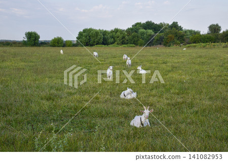 Goats grazing in the meadow Goats grazing in the meadow 141082953