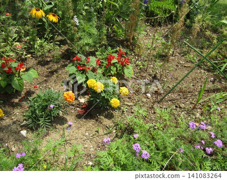 紅色鼠尾草、黃色萬壽菊和紫色馬鞭草花 紅色鼠尾草、黃色萬壽菊和紫色馬鞭草花 141083264