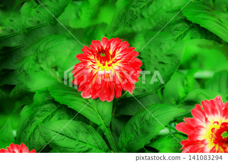 紅花	 141083294