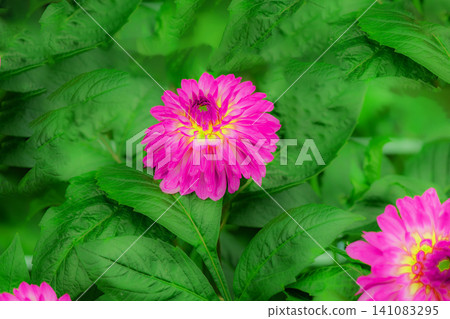 Purple flowers are blooming Purple flowers are blooming 141083295