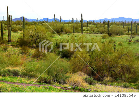 Old Saguaro Cactus Sonora desert Arizona Old Saguaro Cactus Sonora desert Arizona 141083549
