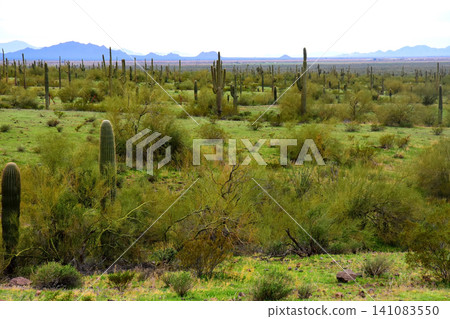 Old Saguaro Cactus Sonora desert Arizona Old Saguaro Cactus Sonora desert Arizona 141083550