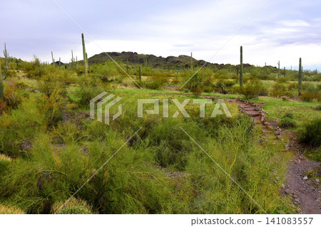 Old Saguaro Cactus Sonora desert Arizona Old Saguaro Cactus Sonora desert Arizona 141083557