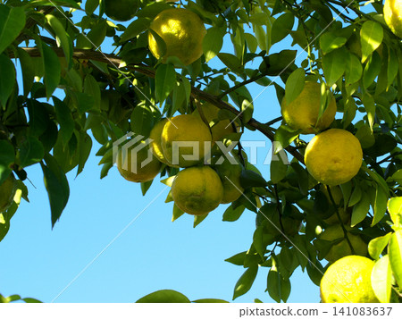 Yuzu fruit growing on a tree 141083637