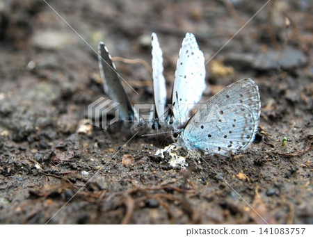 Blue butterflies drinking water appear to be gathered together, holding a secret meeting. Blue butterflies drinking water appear to be gathered together, holding a secret meeting. 141083757