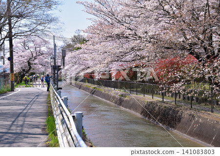 Cherry blossom trees along the Yamashina Canal in Kyoto 141083803