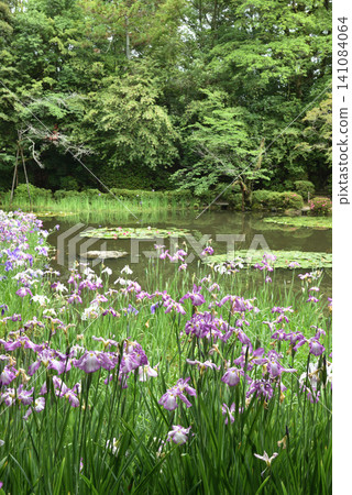 Irises and water lilies at Byakko Pond in the West Garden of Heian Shrine (Sakyo Ward, Kyoto City) Irises and water lilies at Byakko Pond in the West Garden of Heian Shrine (Sakyo Ward, Kyoto City) 141084064