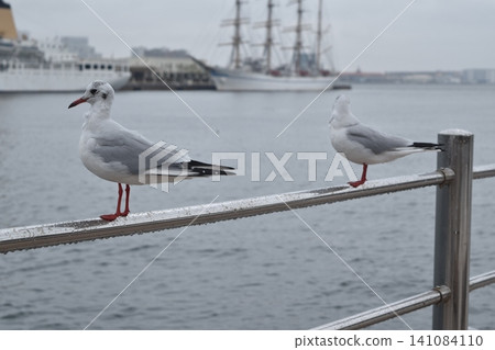 停泊在港口的海鷗 停泊在港口的海鷗 141084110