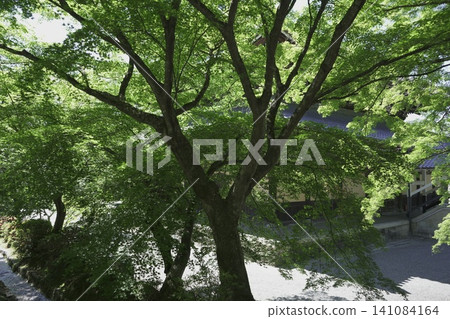 京都南禪寺和水閣周圍的景色非常美麗 京都南禪寺和水閣周圍的景色非常美麗 141084164