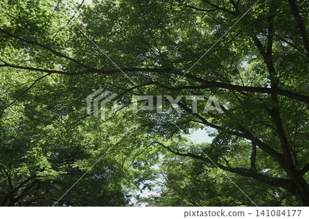 Beautiful scenery around Nanzenji Temple and the Suirakaku aqueduct in Kyoto Beautiful scenery around Nanzenji Temple and the Suirakaku aqueduct in Kyoto 141084177