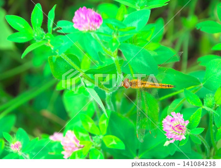 Dragonfly and Red Clover 141084238