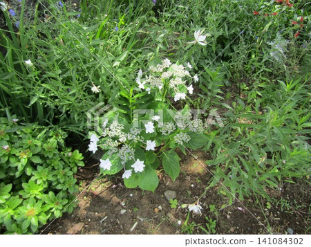 White flower hydrangea White flower hydrangea 141084302