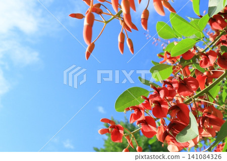 American deigo flower blue sky background American deigo flower blue sky background 141084326