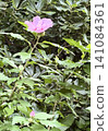 Rose of Sharon flower 141084361
