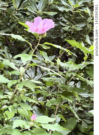 赤腳花 赤腳花 141084361