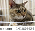 Close-up of a cat's face inside a cage 141084424