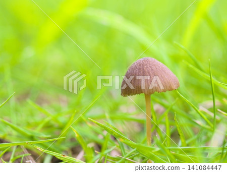 Mushrooms in the grassland Mushrooms in the grassland 141084447