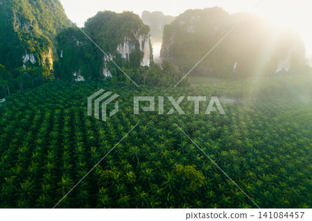 Aerial landscape of lush green agriculture plantation below limestone mountains in misty morning, Krabi. Aerial landscape of lush green agriculture plantation below limestone mountains in misty morning, Krabi. 141084457