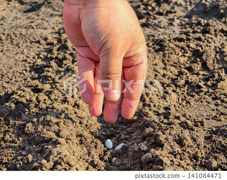 Hand dropping white seeds into a prepared row of rich brown soil, illustrating the start of a new growing season and sustainable agriculture practices. Hand dropping white seeds into a prepared row of rich brown soil, illustrating the start of a new growing season and sustainable agriculture practices. 141084471