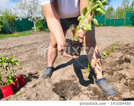 Hands gently holding a pepper seedling with visible roots and soil, preparing to plant it in a home garden during spring, symbolizing growth, agriculture, and sustainable living. Hands gently holding a pepper seedling with visible roots and soil, preparing to plant it in a home garden during spring, symbolizing growth, agriculture, and sustainable living. 141084480