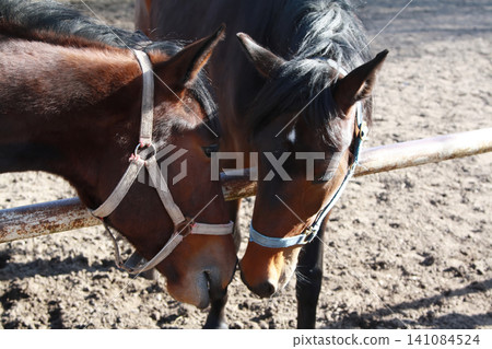 Close-Up of Two Brown Horses Nuzzling Over a Fence Close-Up of Two Brown Horses Nuzzling Over a Fence 141084524