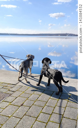 Two dogs walking by the lake on a sunny day Two dogs walking by the lake on a sunny day 141084552
