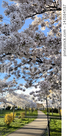 Blooming Sakura on city alleys Blooming Sakura on city alleys 141084587