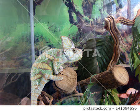 Green veiled chameleon with yellow stripes sits on a wooden log inside a glass terrarium. The exotic reptile is surrounded by artificial leaves and a decorative jungle backdrop in its habitat Green veiled chameleon with yellow stripes sits on a wooden log inside a glass terrarium. The exotic reptile is surrounded by artificial leaves and a decorative jungle backdrop in its habitat 141084650